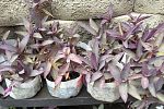 Sale Photo Thumbnail #30