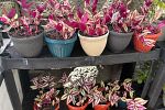 Sale Photo Thumbnail #23