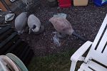 Sale Photo Thumbnail #16