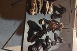 Sale Photo Thumbnail #10