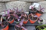 Sale Photo Thumbnail #13