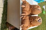 Sale Photo Thumbnail #113