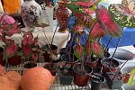 Sale Photo Thumbnail #19