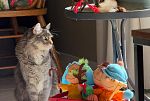 Sale Photo Thumbnail #25