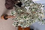 Sale Photo Thumbnail #30
