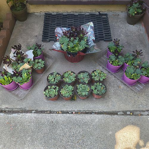 Yard Sale! Succulents, Baby Clothes & New Gifts 🎁✨ photo